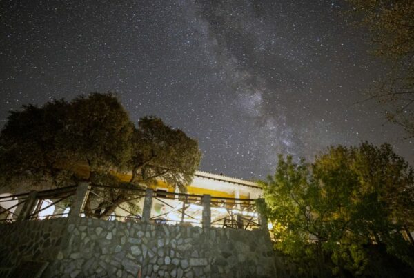 El Geco Verde Cielo Oscuro